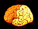 brain